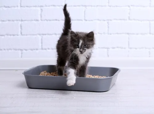 Caja de arena para los gatos.