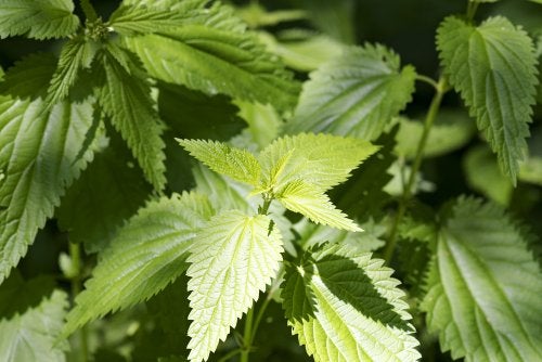 Plantas medicinales para una buena salud ósea
