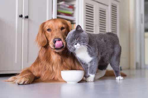 Los diferentes gustos de perros y gatos en la alimentación