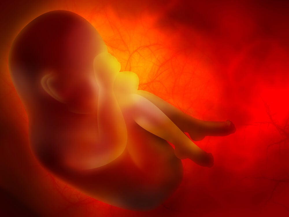 A baby in a womb.