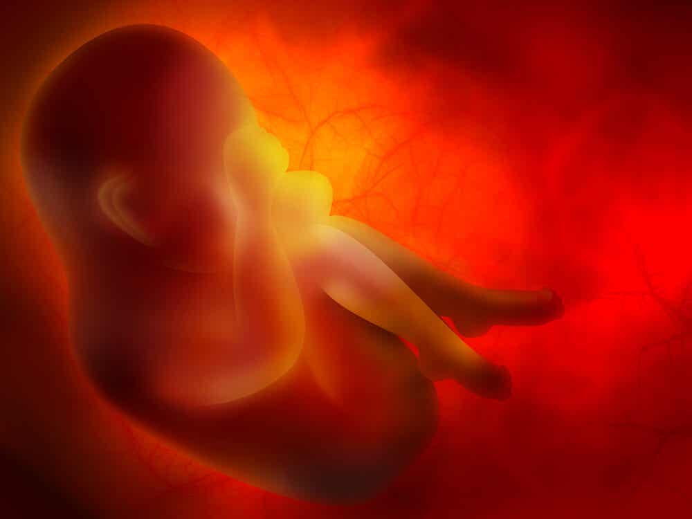 Fœtus avec son placenta.