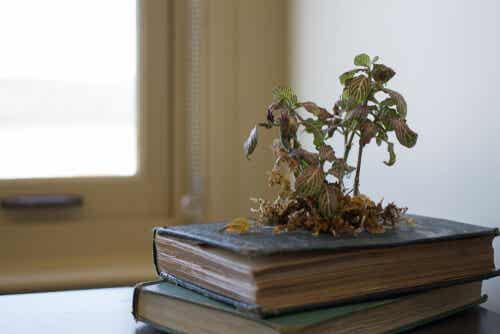 Se pueden realizar plantas en libros.