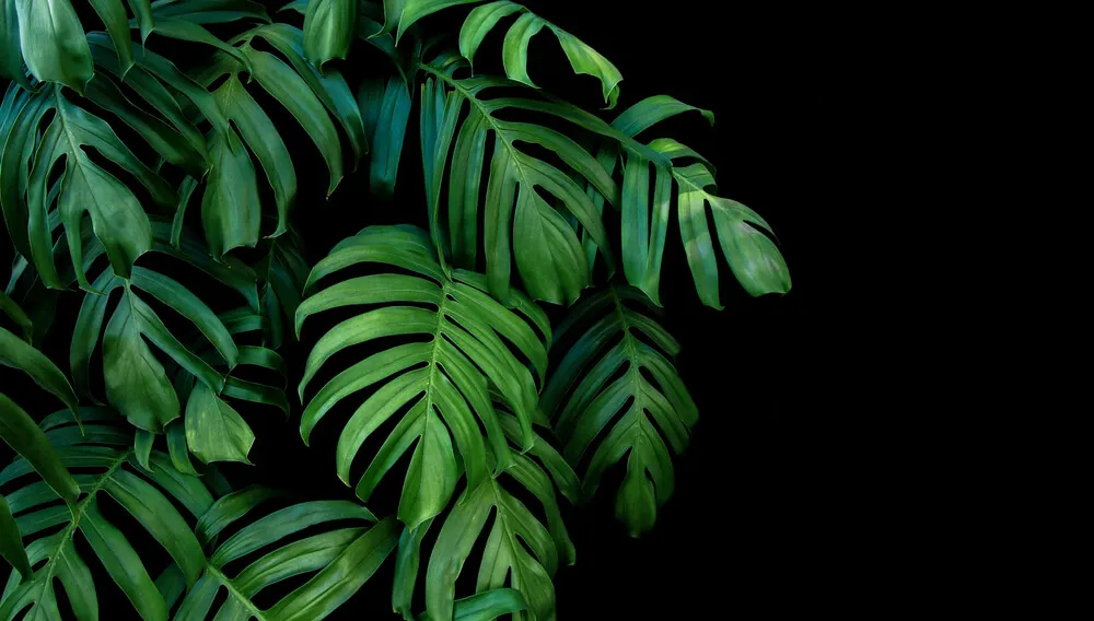 Plantas tropicales para el hogar.