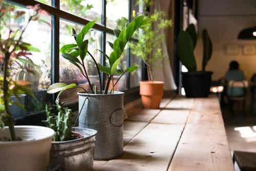 Beneficios de tener plantas en casa para la salud