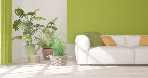9 plantas de interior que debes conocer para decorar tus espacios