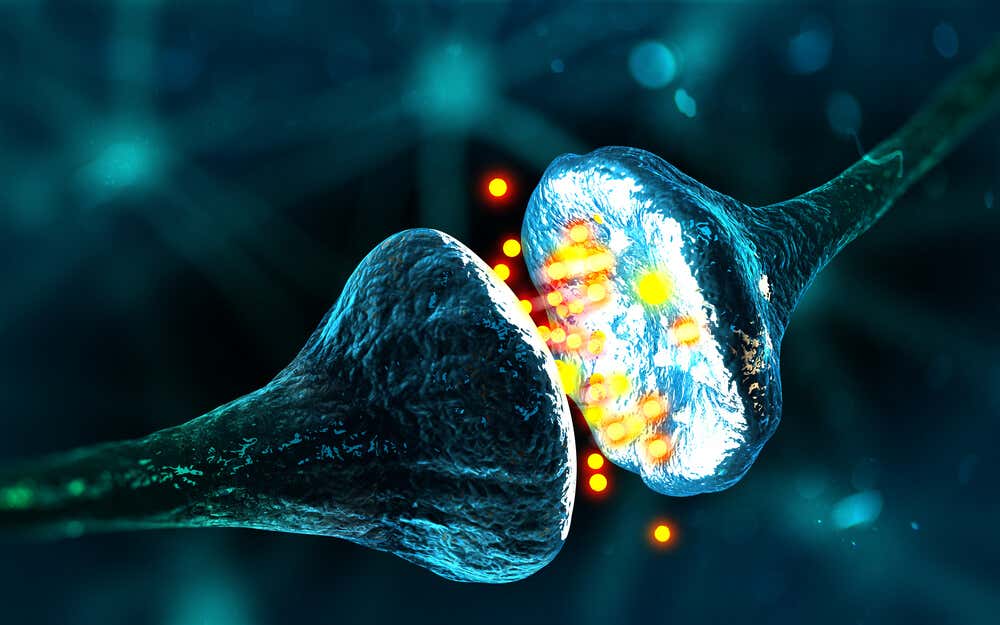 sinapsis en el sistema nervioso central