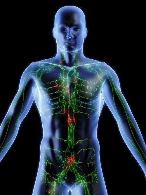 Hierbas para Limpiar el Sistema Linfático: Un Enfoque Natural para la Desintoxicación