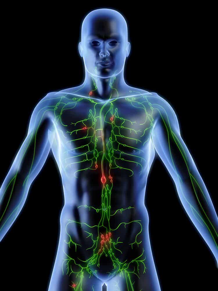 Sistema linfático: 4 datos interesantes que te gustará conocer