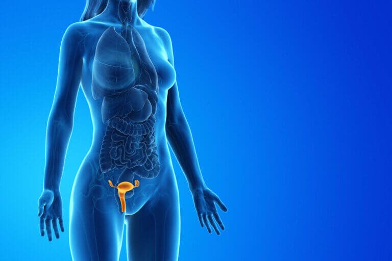 Qué es y cómo funciona el aparato reproductor femenino