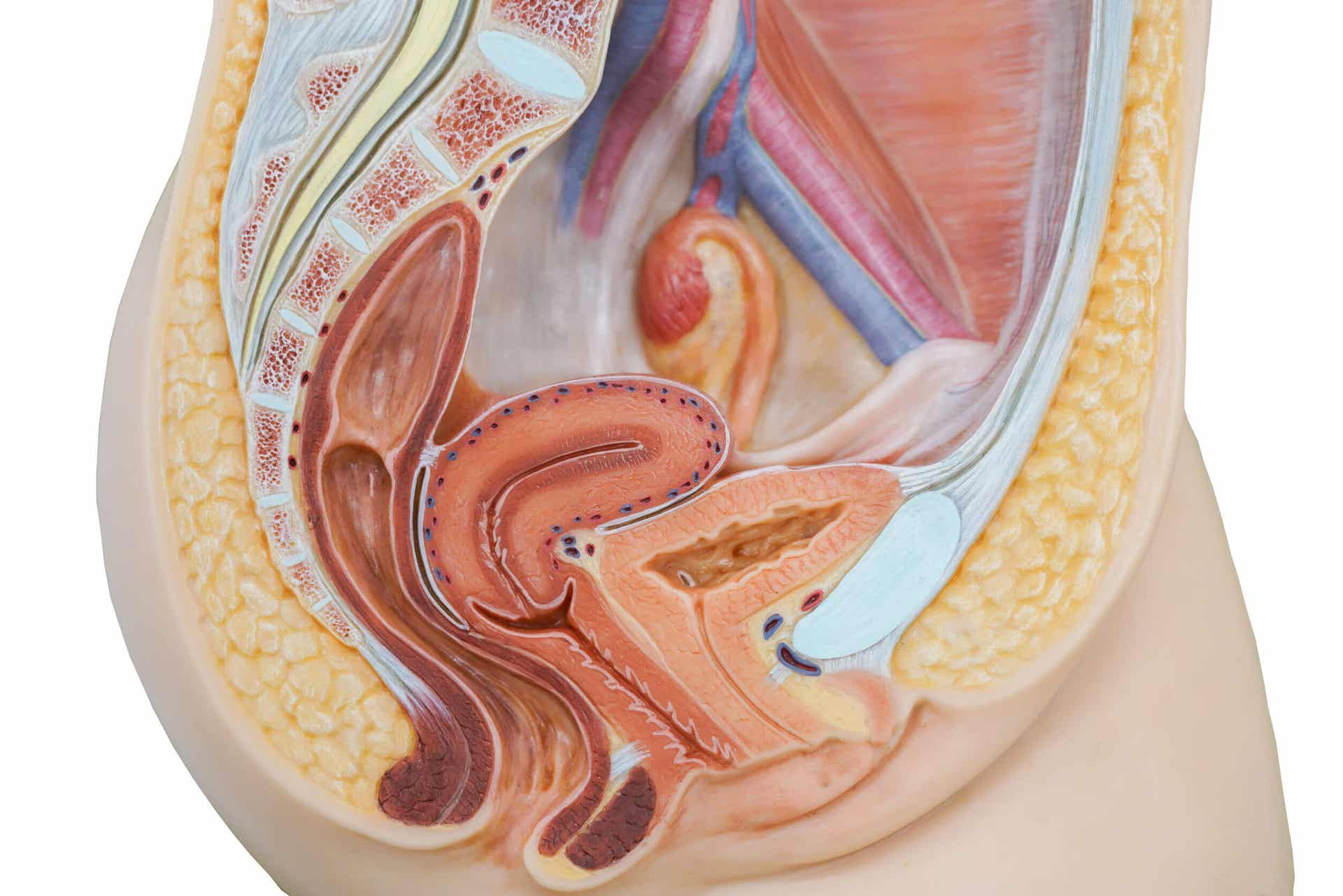 El aparato reproductor femenino está formado por órganos e internos.