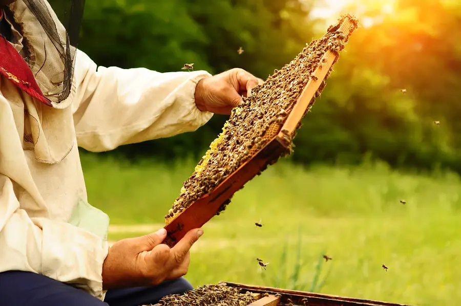 Essain d'abeilles.