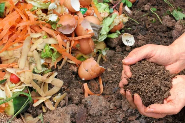 5 maneras de hacer abono orgánico para tus plantas