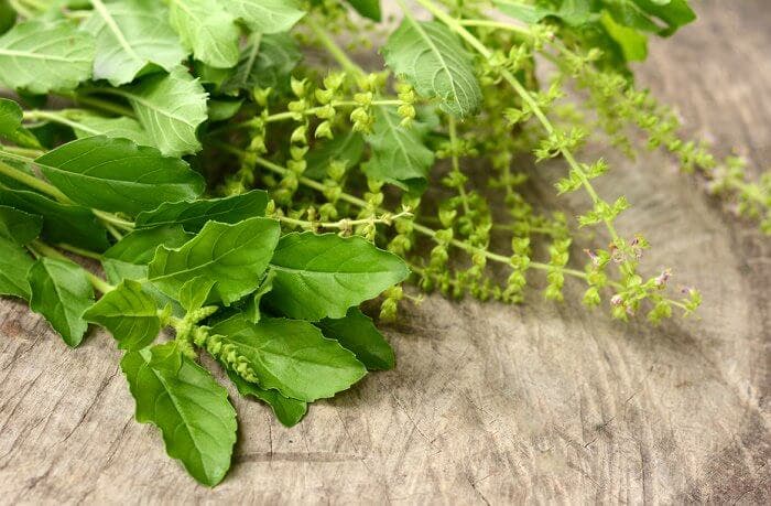 Albahaca.