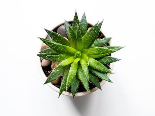 El aloe vera dará un aire renovado a tu baño