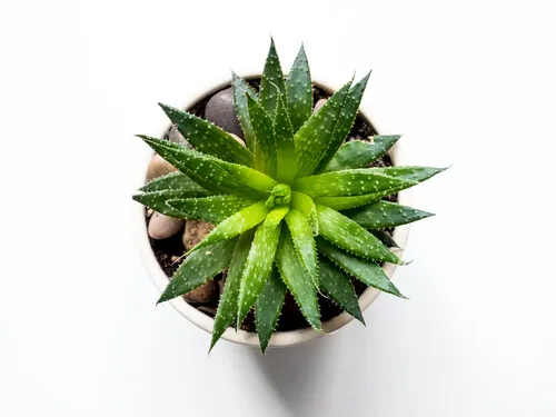 El aloe vera dará un aire renovado a tu baño