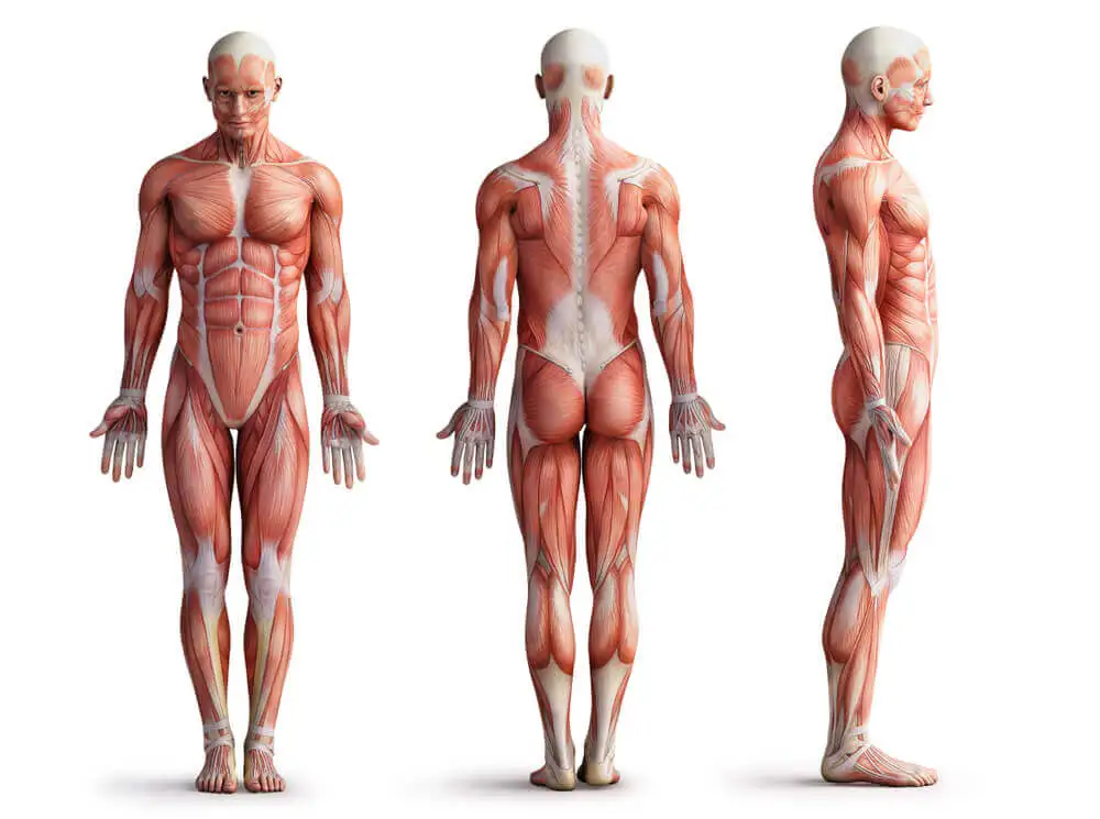 Aparato muscular humano.