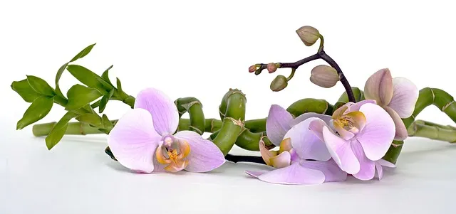 Usa plantas de bambú para decorar tu baño