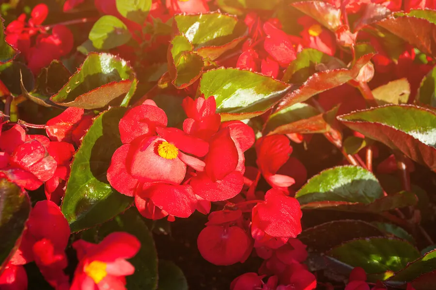 flores para decorar tu balcón