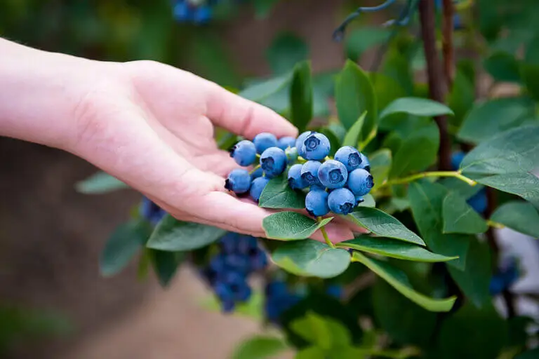 Cómo cultivar arándanos en casa de una manera fácil