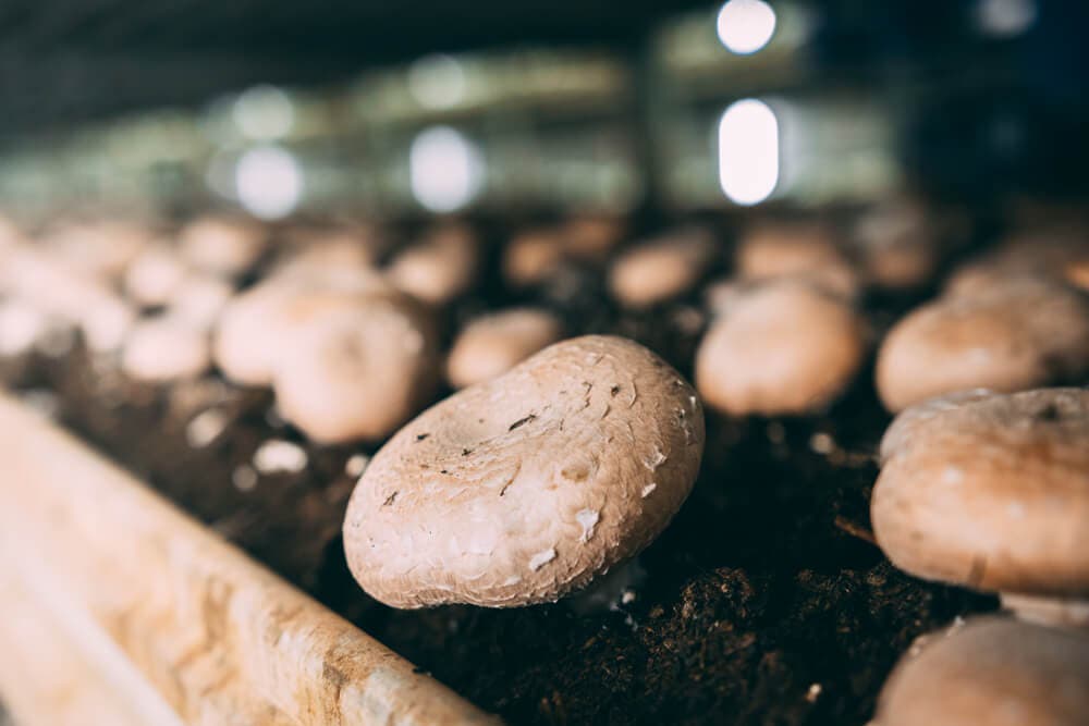 Hongos portobellos para la barbacoa vegetariana.