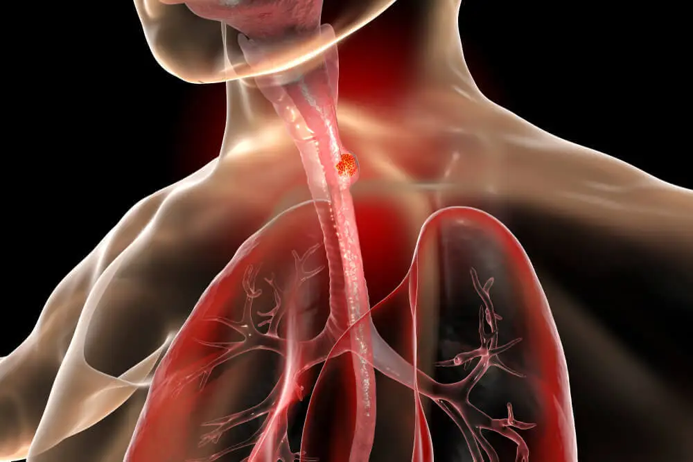 La anatomía del esófago: estructura