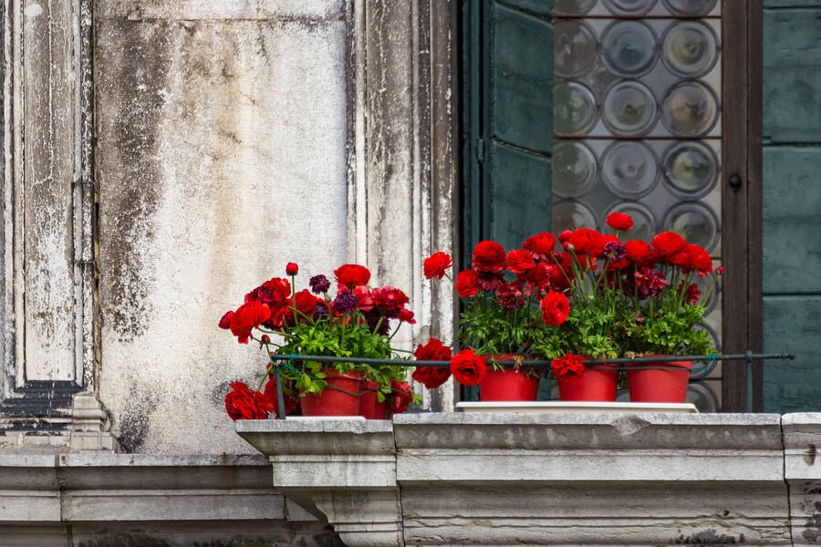 Fleurs sur un balcon qui ont besoin d'une méthode d'arrosage.