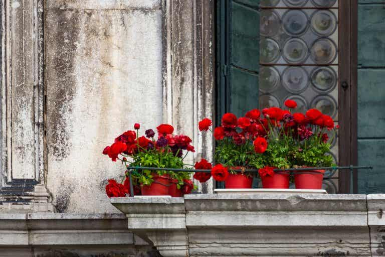 5 tipos de flores para un jardín en el balcón