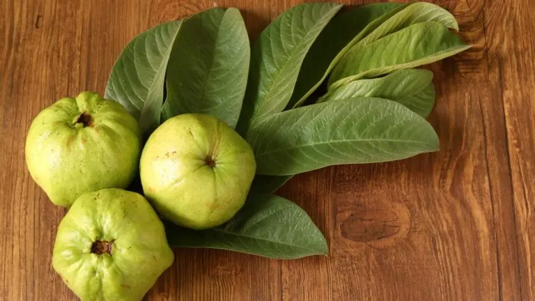 6 remedios con hojas de guayabo para el flujo vaginal excesivo