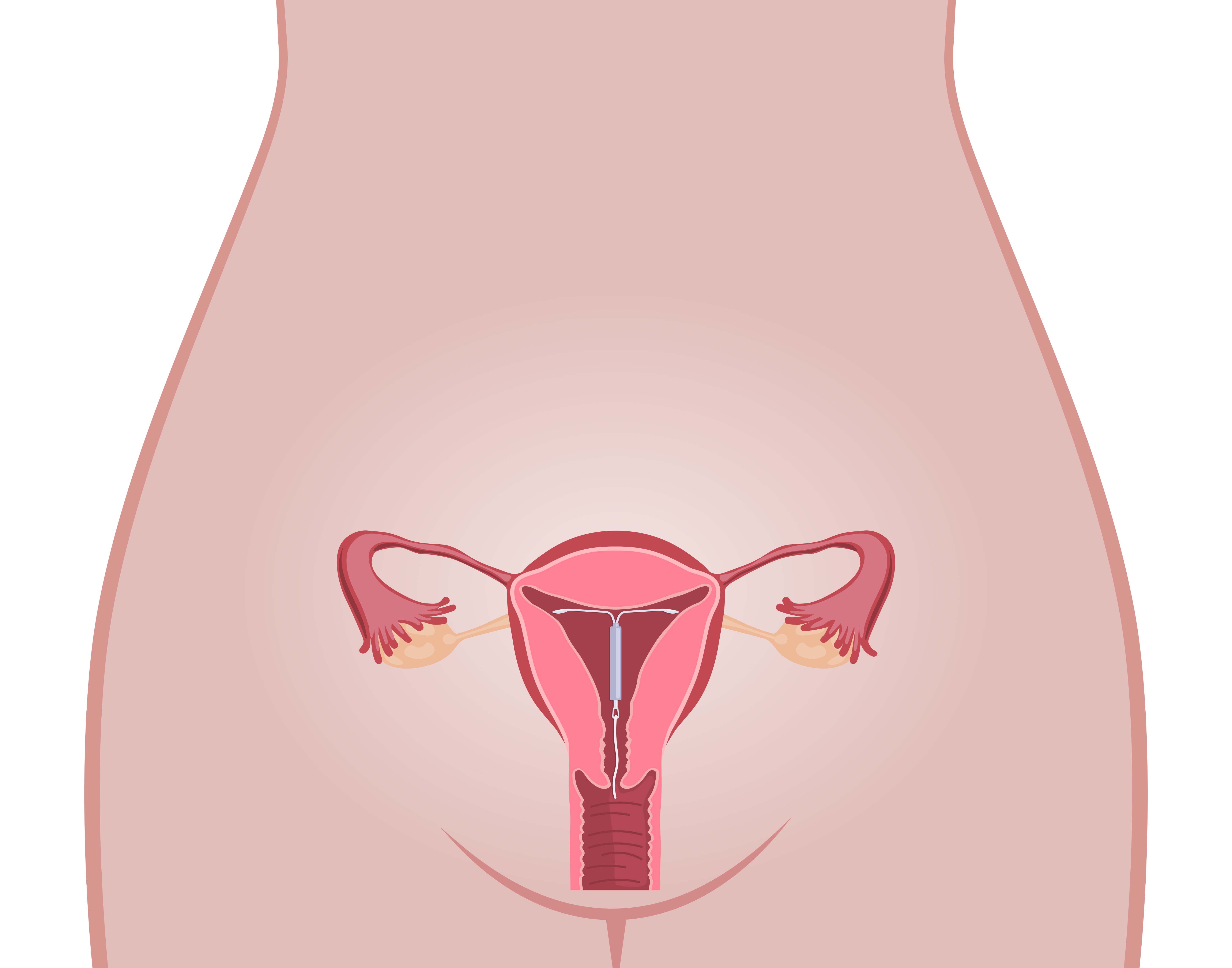 Órgano reproductor femenino