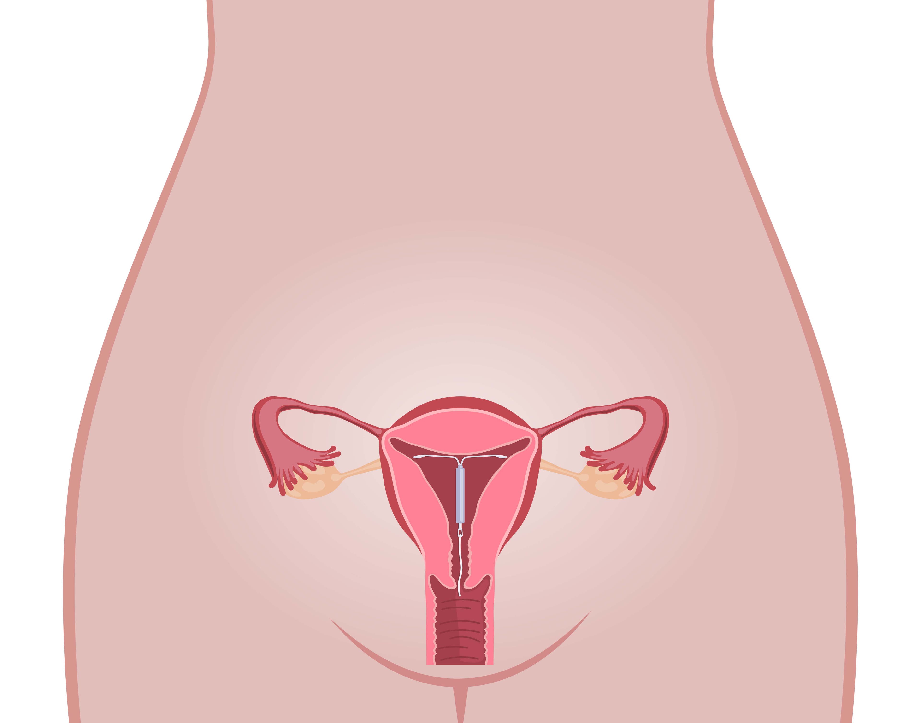 Órgano reproductor femenino