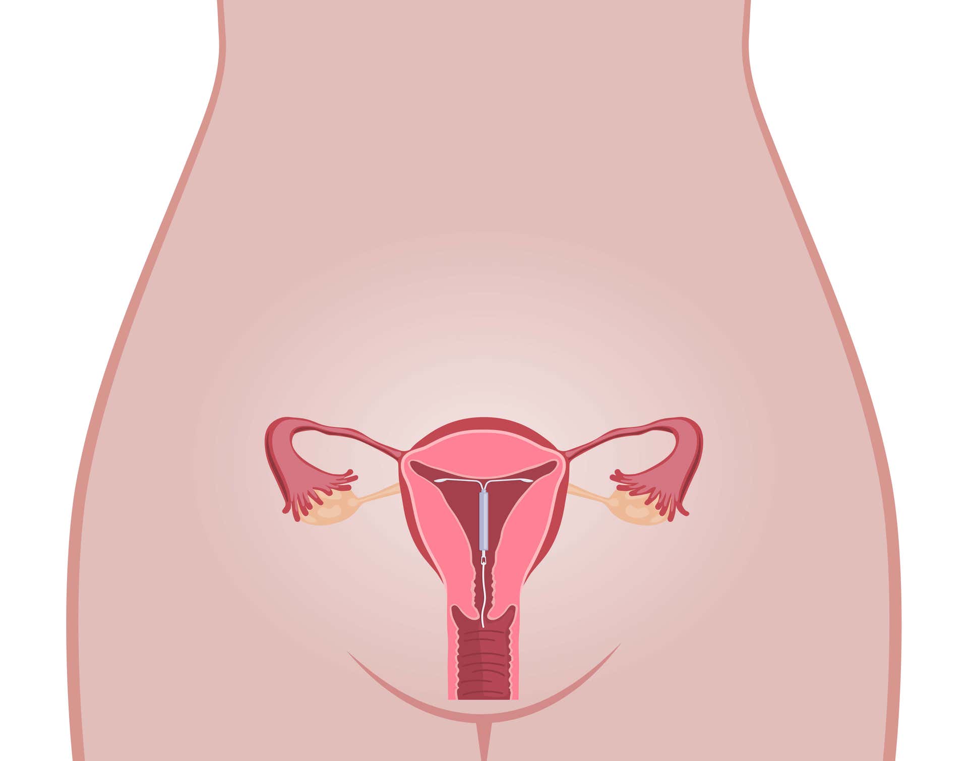 Órgano reproductor femenino