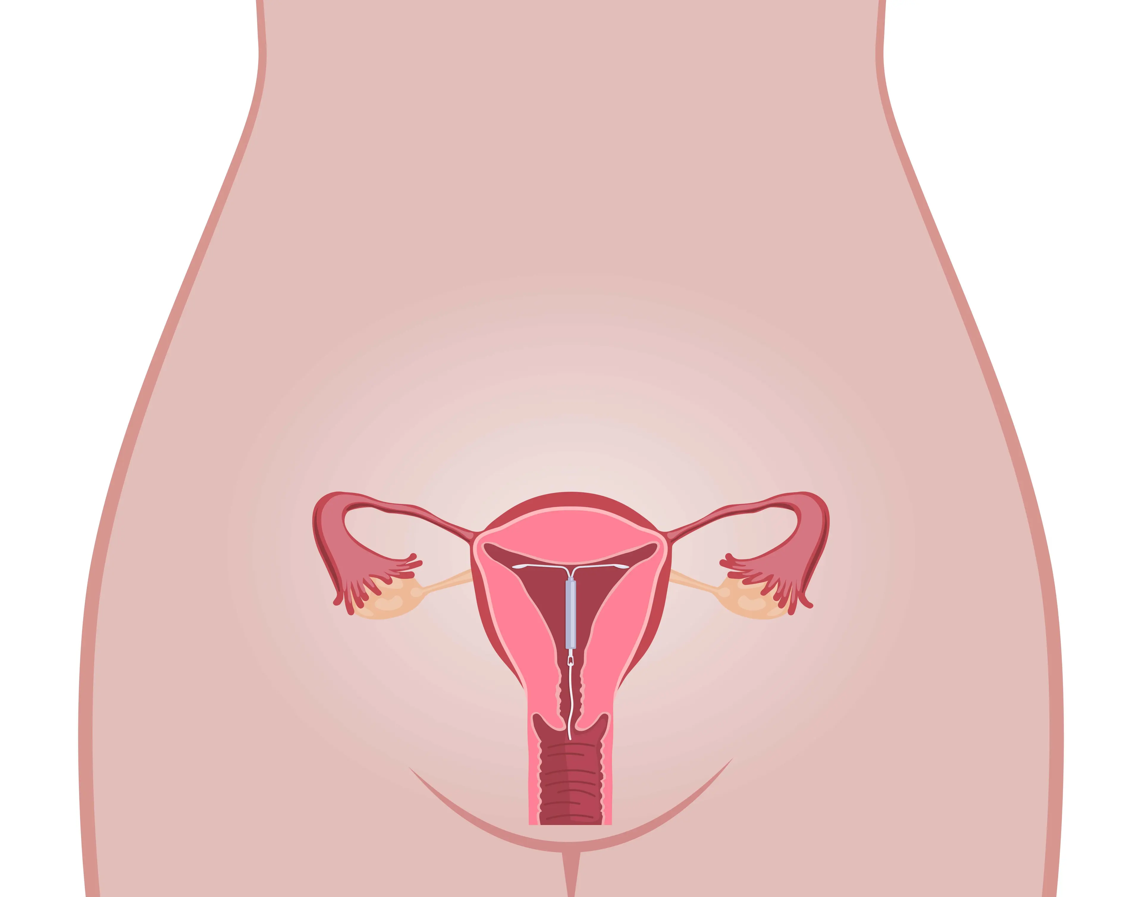 Órgano reproductor femenino