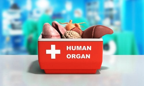 El sistema de conservación de los pulmones para un trasplante
