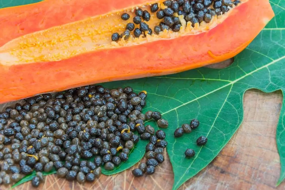 comer semillas de papaya