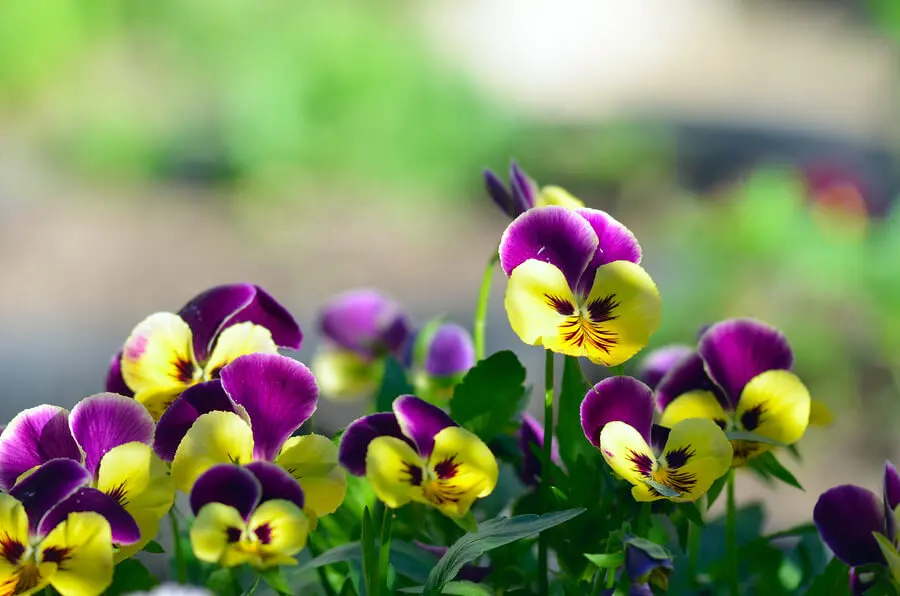 Flores para decorar tu balcón