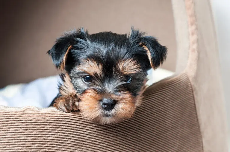 4 maneras de hacer casas para tu mascota con materiales reciclados