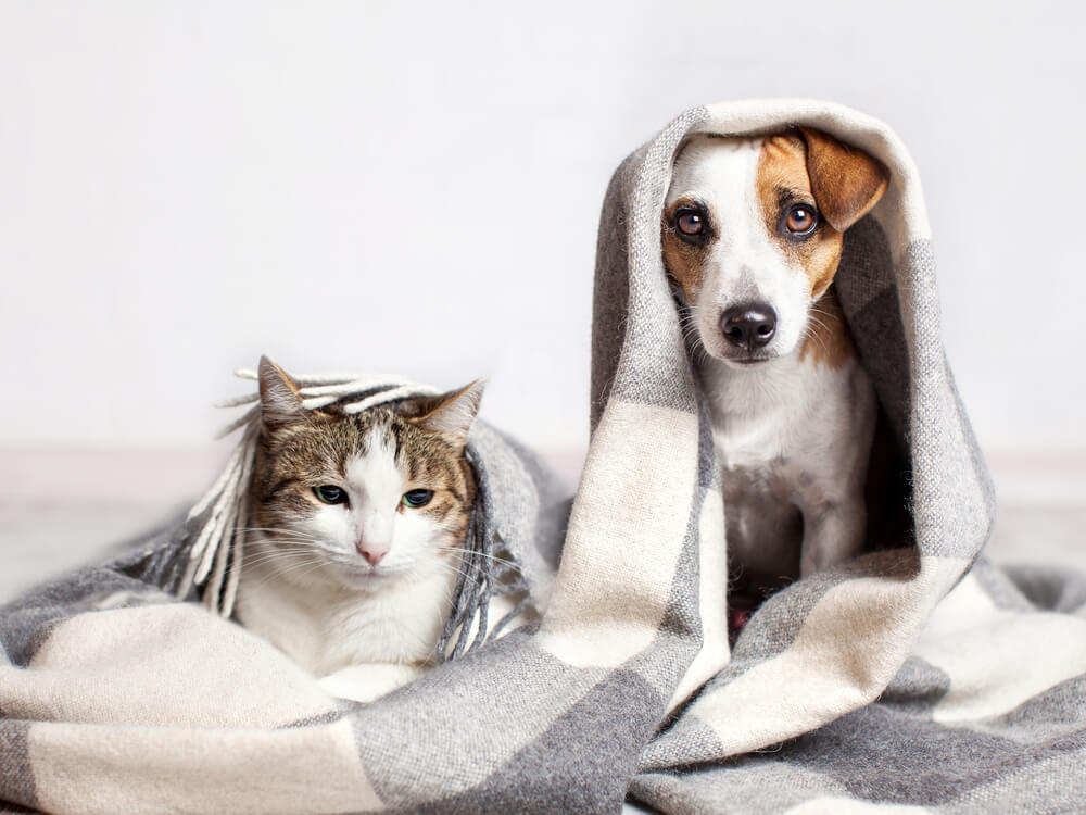 Cómo limpiar tu casa si tienes mascotas