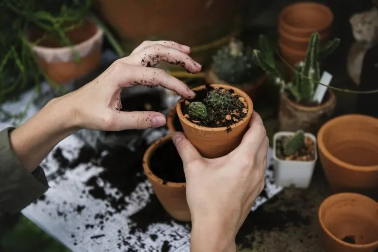 Cuáles son los cuidados especiales que debes darle a las plantas del jardín
