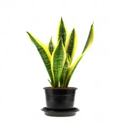 Esta planta es perfecta para decorar tu baño