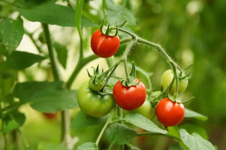 Cómo crecer tomates de manera ilimitada con sólo 4 rebanadas