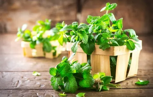 El menta poleo es un excelente remedio para la halitosis.