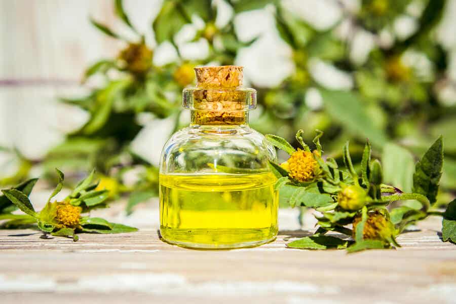 El aceite de árbol de té para combatir las pulgas y las garrapatas