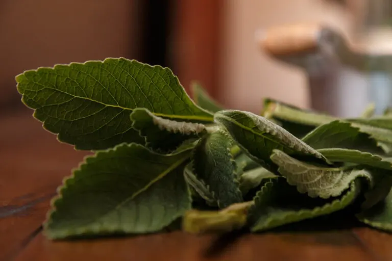 Mejora la salud de tu hígado con un simple remedio: el boldo