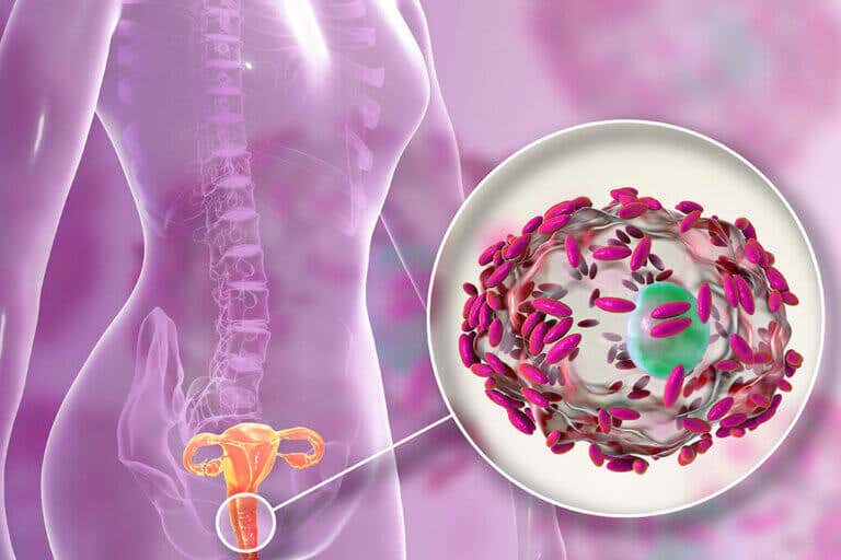 ¿Influyen los probióticos en la flora vaginal?