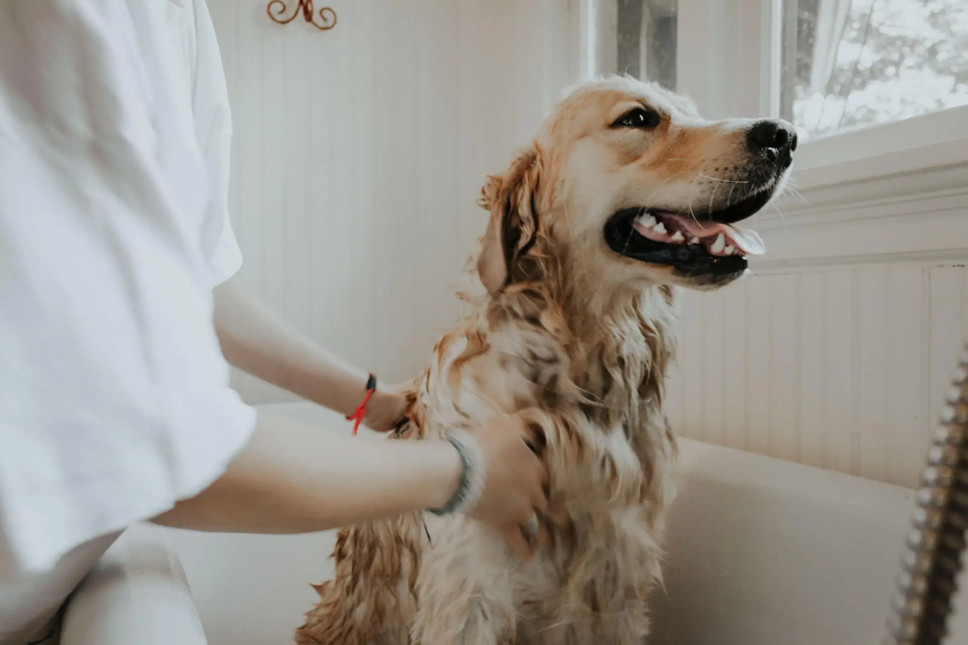 Perro tomando baño