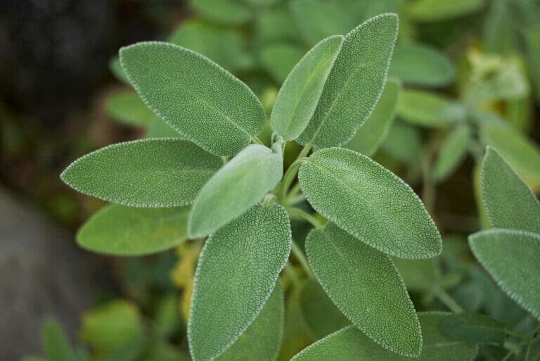 Los increíbles beneficios de la salvia para la salud