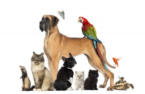 Qué mascota elegir para mi hijo
