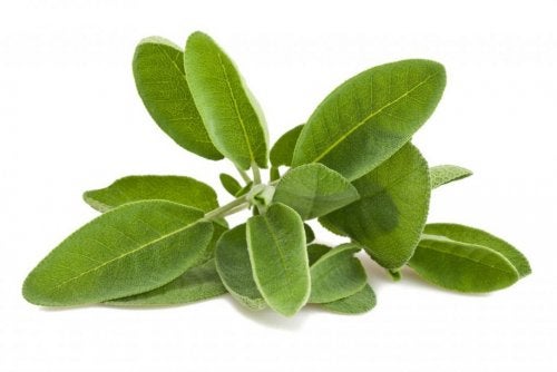 7 soluciones herbales para tratar la fibromialgia