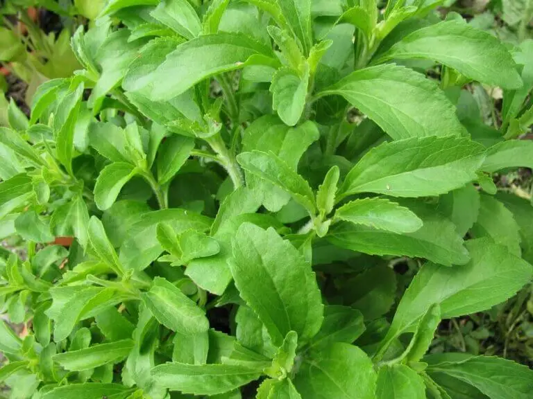 Cómo hacer mermelada con estevia: fácil y sano