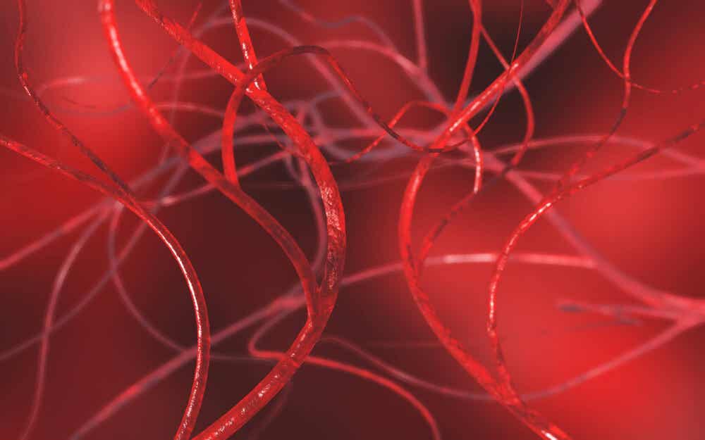 Imagen en 3D de vasos sanguíneos.
